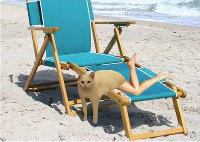 editan foto kucing 1-17 © 2016 brilio.net editan foto kucing 1-17 © 2016 brilio.net