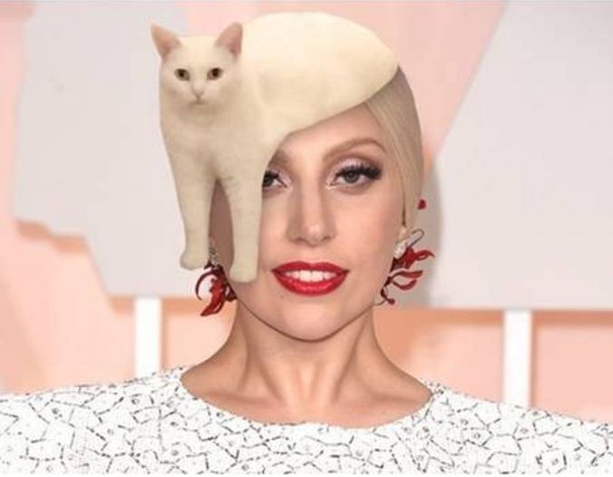 editan foto kucing 1-17 © 2016 brilio.net editan foto kucing 1-17 © 2016 brilio.net