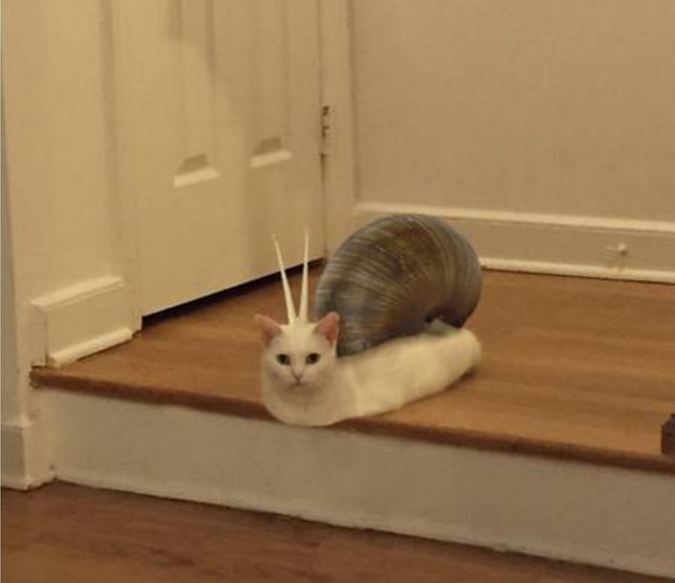 editan foto kucing 1-17 © 2016 brilio.net editan foto kucing 1-17 © 2016 brilio.net