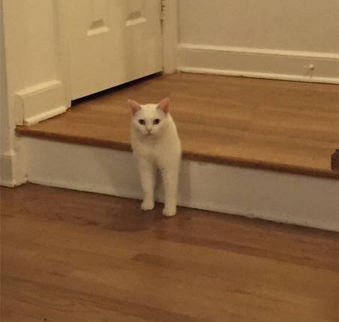 editan foto kucing 1-17 © 2016 brilio.net editan foto kucing 1-17 © 2016 brilio.net