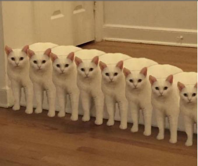 editan foto kucing 1-17 © 2016 brilio.net editan foto kucing 1-17 © 2016 brilio.net