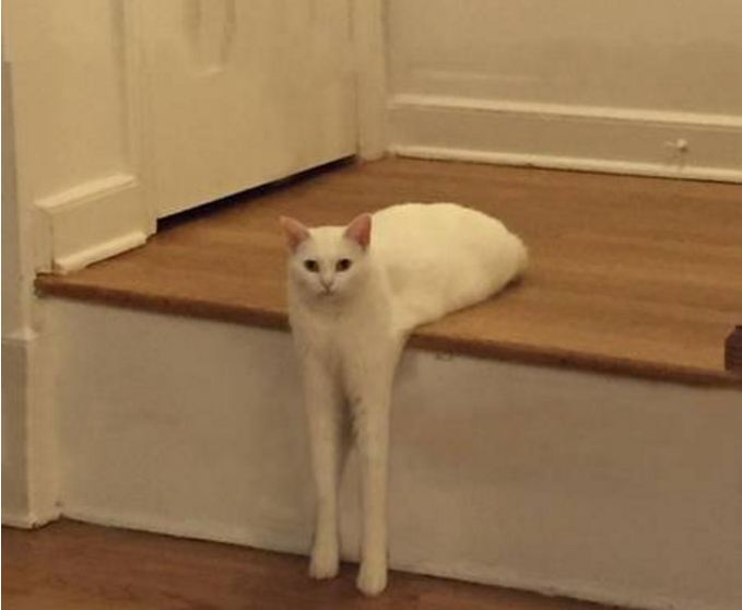 editan foto kucing 1-17 © 2016 brilio.net editan foto kucing 1-17 © 2016 brilio.net