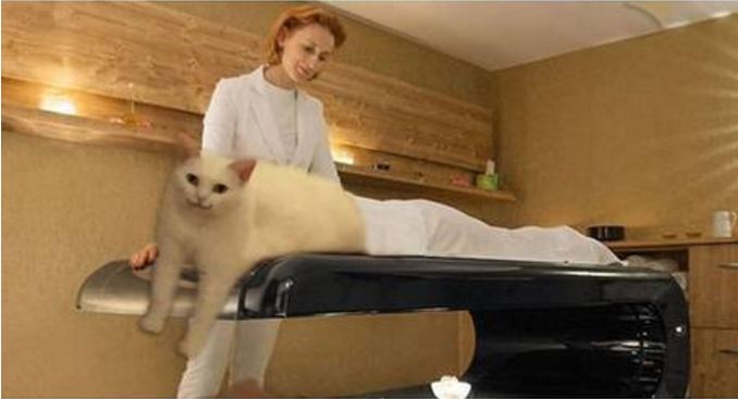 editan foto kucing 1-17 © 2016 brilio.net editan foto kucing 1-17 © 2016 brilio.net