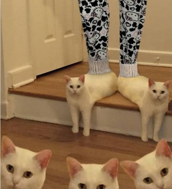 editan foto kucing 1-17 © 2016 brilio.net editan foto kucing 1-17 © 2016 brilio.net