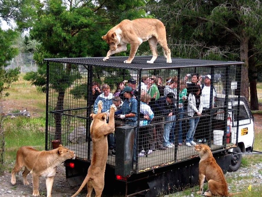 Foto ironi © 2016 brilio.net