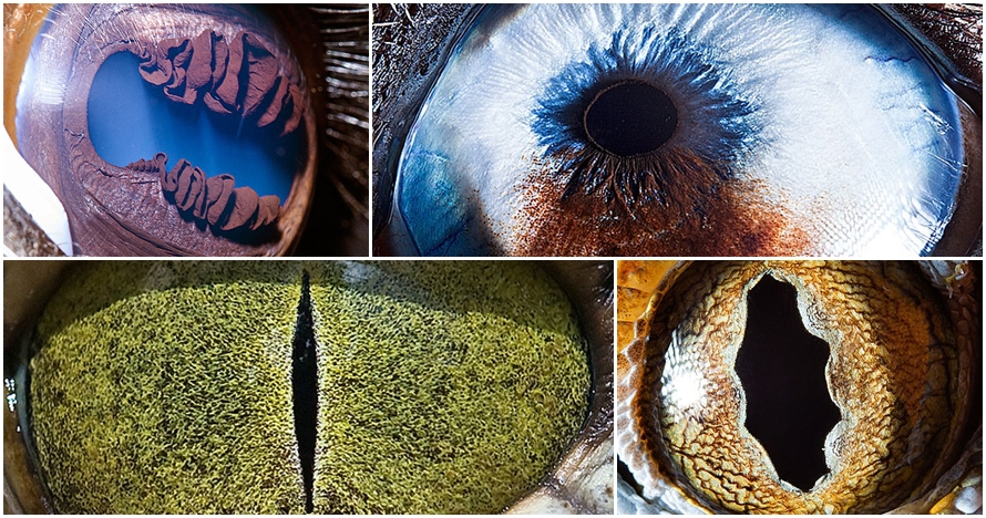 Foto menakjubkannya mata 20 hewan, bisakah kamu tebak binatang apa?
