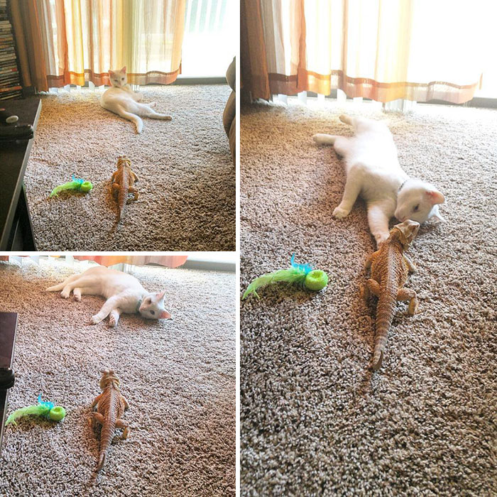 kucing bunglon © 2016 brilio.net