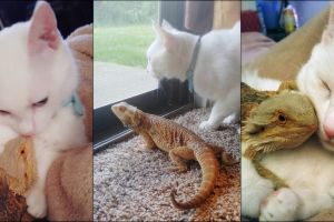 Pertemanan kucing dan bunglon ini bikin iri dan kangen sahabatmu deh!