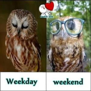 meme weekday vs weekend © 2016 brilio.net meme weekday vs weekend © 2016 brilio.net