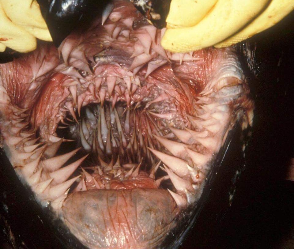 mulut hewan mengerikan © 2016 brilio.net mulut hewan mengerikan © 2016 brilio.net