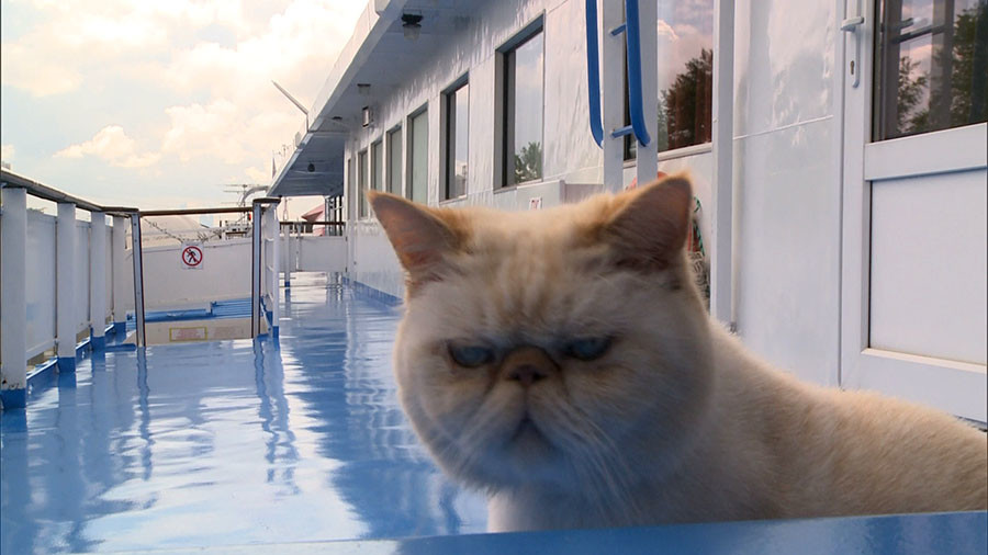 Kucing ngegemesin ini ternyata kru kapal pesiar mewah, wow!