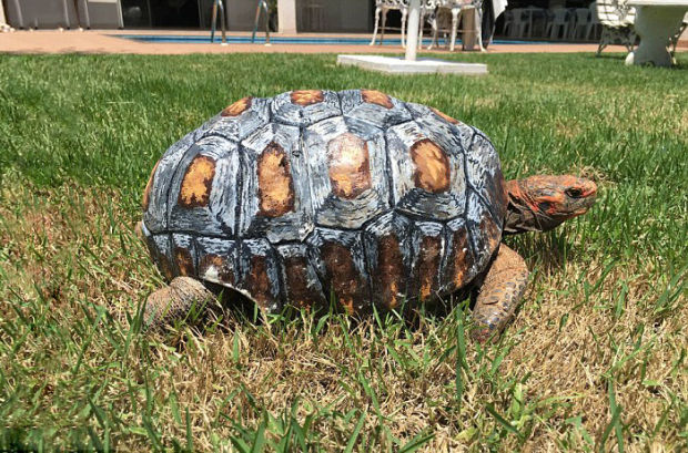 Para 'Avengers' ini bikin tempurung 3D untuk kura-kura yang terluka! 