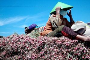 Mirisnya nasib petani ini, jual 1 ton bawang merah cuma untung Rp 200!
