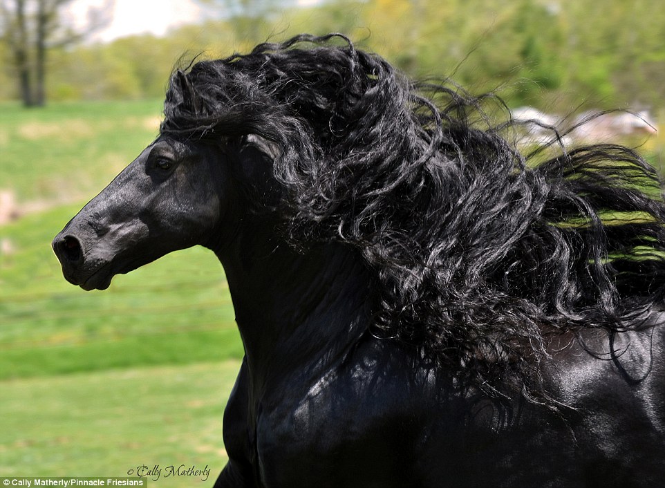 Ini Frederick the Great, kuda yang diberi gelar tertampan di dunia
