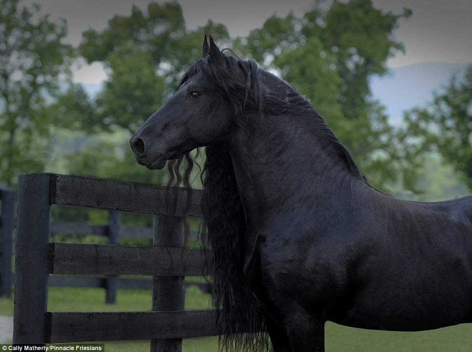 Ini Frederick the Great, kuda yang diberi gelar tertampan di dunia