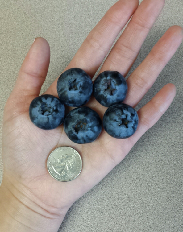 makanan jumbo © 2016 brilio.net