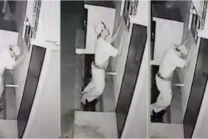 Pria ini terekam CCTV sedang bercinta dengan pipa ledeng, miris!