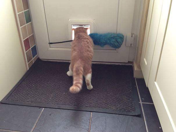 foto kucing ketiban sial ini bikin kamu pengen ketawa tapi kasihan © 2016 brilio.net foto kucing ketiban sial ini bikin kamu pengen ketawa tapi kasihan © 2016 brilio.net