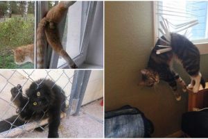 15 Foto kucing ketiban sial ini bikin kamu pengen ketawa tapi kasihan