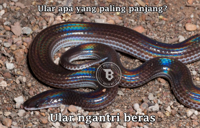 105 Tebak-tebakan lucu nama hewan ini bikin geregetan