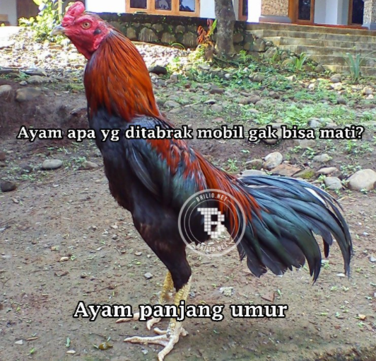 105 Tebak-tebakan lucu nama hewan ini bikin geregetan