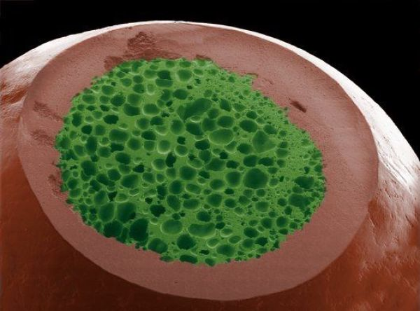 foto mikroskop © 2016 brilio.net foto mikroskop © 2016 brilio.net