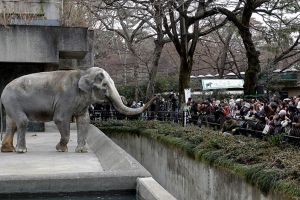 Hanako si gajah paling kesepian di dunia ditemukan mati, duh ! 