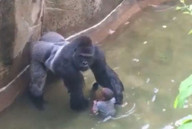 'Ajak main' balita,  gorila 17 tahun ini ditembak mati! 
