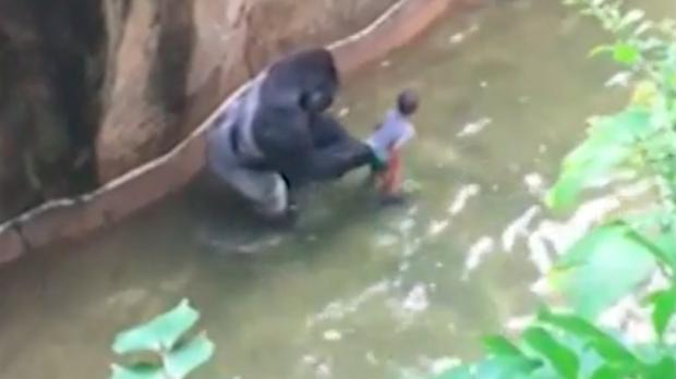 'Ajak main' balita,  gorila 17 tahun ini ditembak mati! 