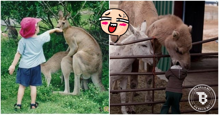13 Foto kejadian konyol di kebun binatang ini bikin ketawa ngakak