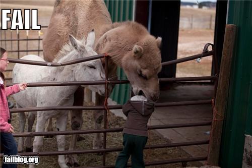 foto konyol di kebun binatang ini bikin ketawa sekaligus miris © 2016 brilio.net