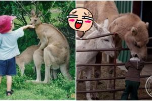 13 Foto kejadian konyol di kebun binatang ini bikin ketawa ngakak
