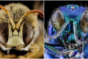 20 Foto kepala serangga ini bikin berdecak kagum, bukan editan lho!