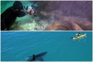 15 Foto ini bikin kamu berpikir ulang jika berenang di alam bebas