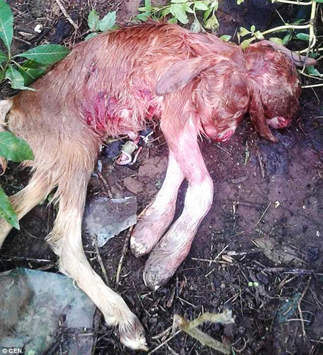 Binatang cacat Argentina © 2016 brilio.net