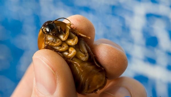 20 Orang makan serangga © 2016 brilio.net