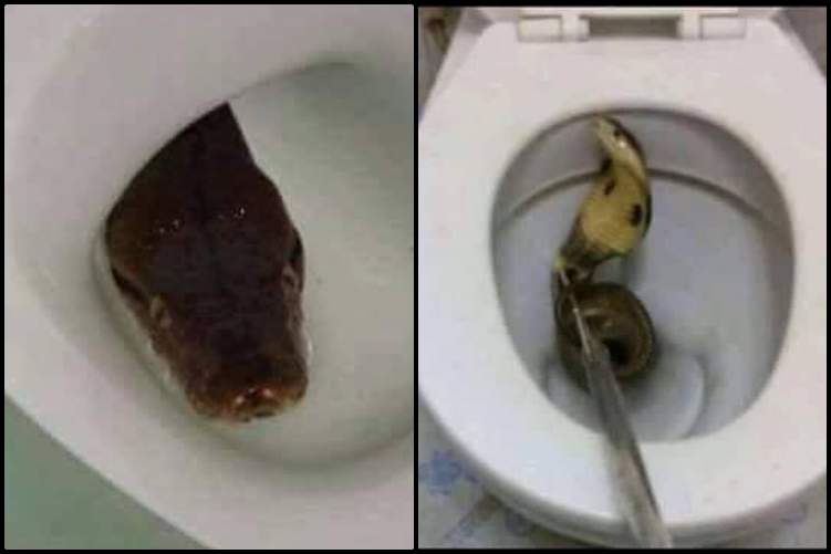 16 Foto ular menyelinap masuk lubang kloset ini bikin ngeri & was-was!