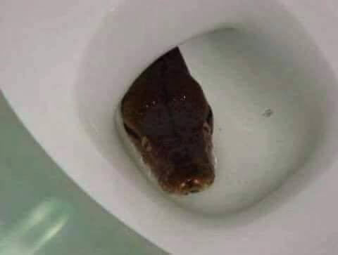 Ular WC © 2016 brilio.net