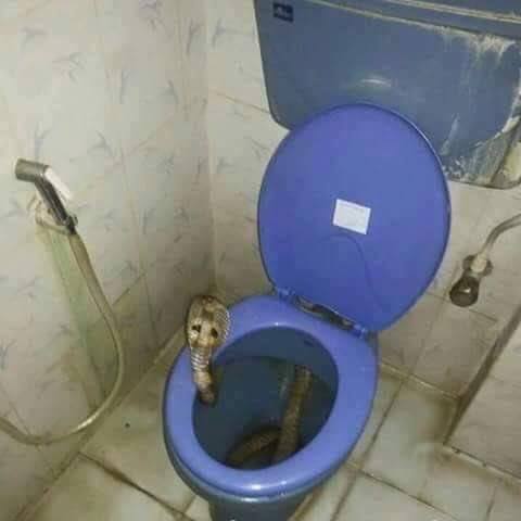 Ular WC © 2016 brilio.net