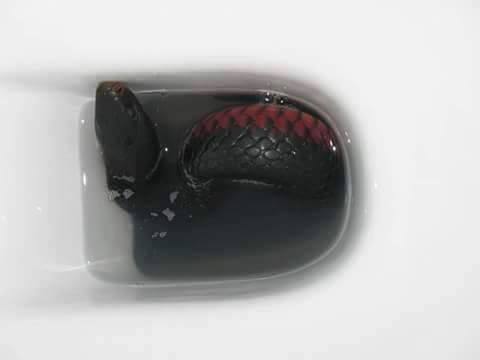 Ular WC © 2016 brilio.net