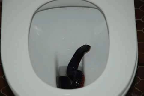 Ular WC © 2016 brilio.net