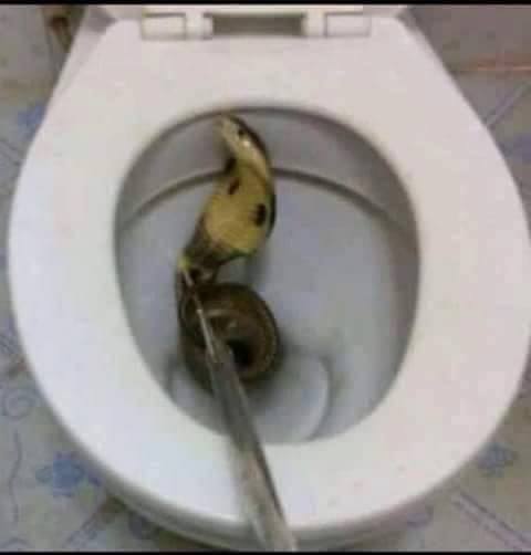 Ular WC © 2016 brilio.net