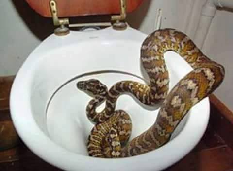 Ular WC © 2016 brilio.net