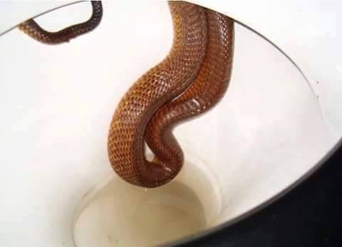 Ular WC © 2016 brilio.net