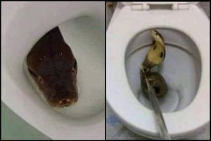 16 Foto ular menyelinap masuk lubang kloset ini bikin ngeri & was-was!