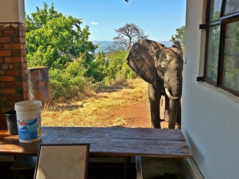 Gajah malang ini nyari bantuan ke sebuah yayasan, kenapa ya?