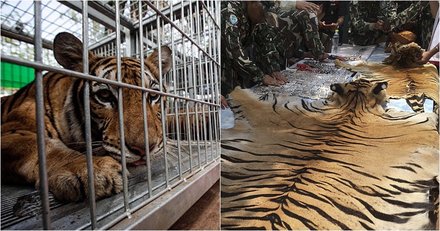 Potret kekejaman terhadap harimau di Thailand ini bikin miris!
