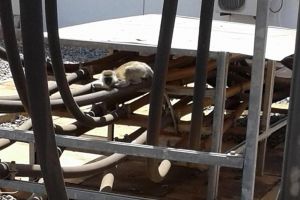 Gara-gara seekor monyet, Kenya gelap total selama 4 jam, duh!