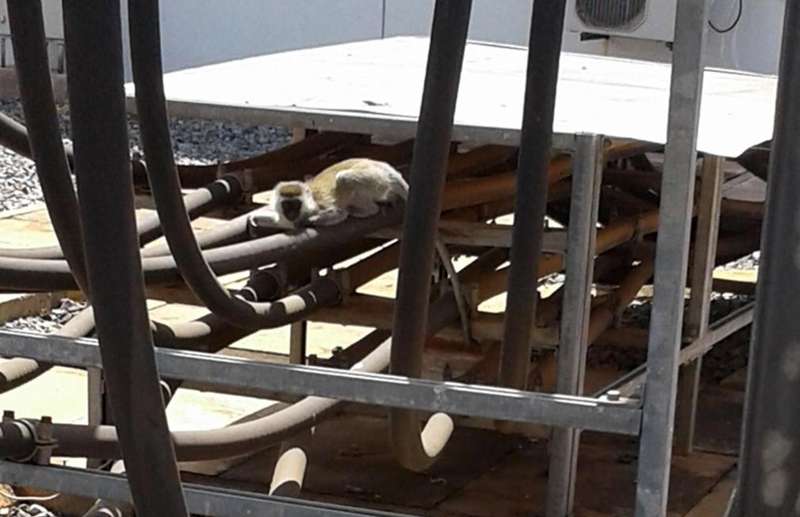 Gara-gara seekor monyet, Kenya gelap total selama 4 jam, duh!