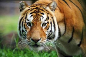 Kisah Bakkar, harimau yang dieksekusi mati di kebun binatang Canberra